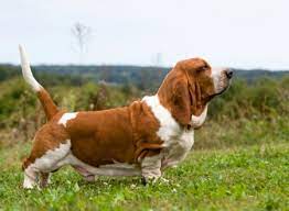 Межрегональная Общественная организация содействия кинологии "Фортуна"