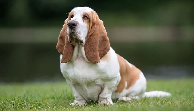 Межрегиональная общественная организация "Русская Гильдия Кинологов"