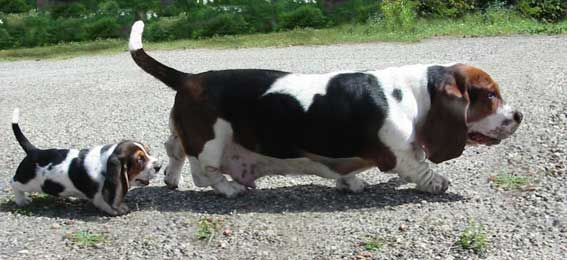 Астраханская региональная общественная организация "Клуб любительского и служебного собаководства "Чемпион"