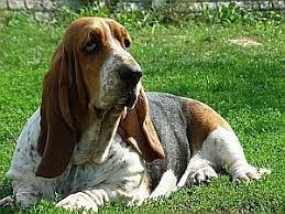 Региональная общественная организация любителей животных "Альтаир"