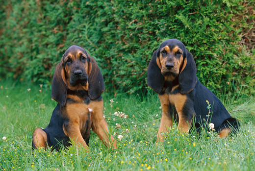 Межрегональная Общественная организация содействия кинологии "Фортуна"