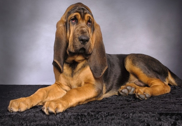 Межрегиональная общественная организация "Русская Гильдия Кинологов"